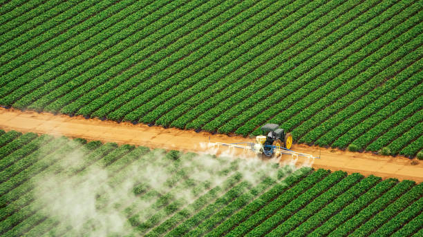 Best Pest Removal Services  in Mount Olive, MS