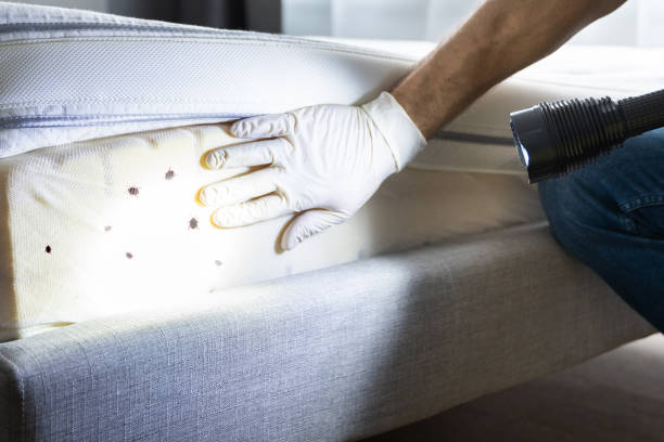 Trusted Mount Olive, MS Pest Control Experts