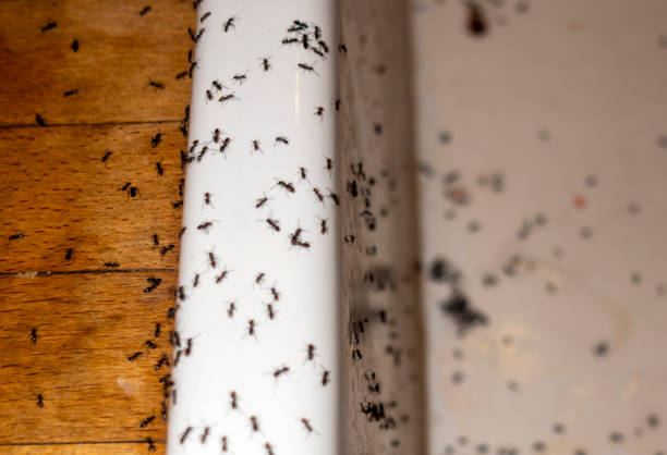 Best Bed Bug Extermination  in Mount Olive, MS